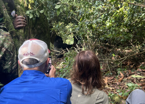 Things to do in Bwindi Impenetrable National Park