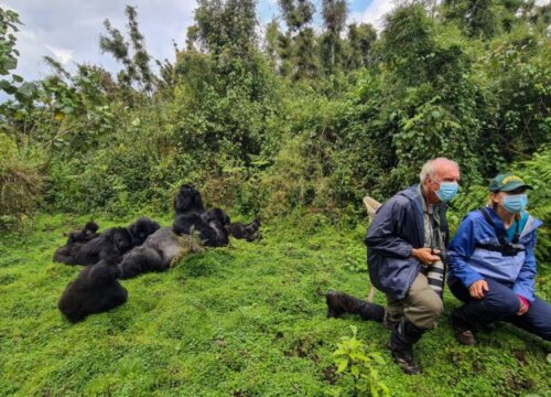 What to consider when planning gorilla trekking for elder persons