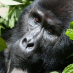 mountain gorillas in Rwanda and Uganda
