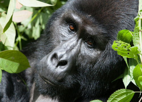 Why are mountain gorillas in Rwanda and Uganda endangered?