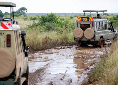 What to expect on a safari during the rainy season in Uganda