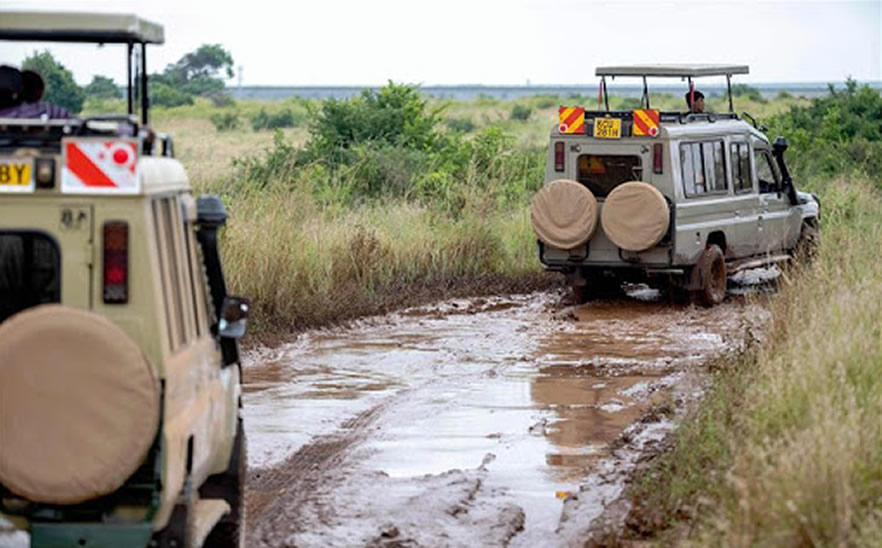 safari during the rainy season in Uganda