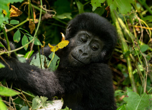 How Close Can I Get to the Gorillas?