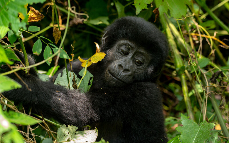 How Close Can I Get to the Gorillas How Close Can I Get to the Gorillas