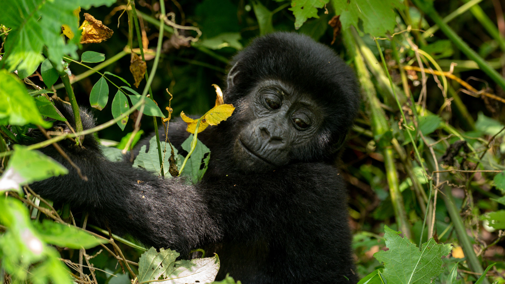 How Close Can I Get to the Gorillas