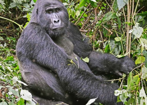 How Do I Book a Gorilla Trekking Tour