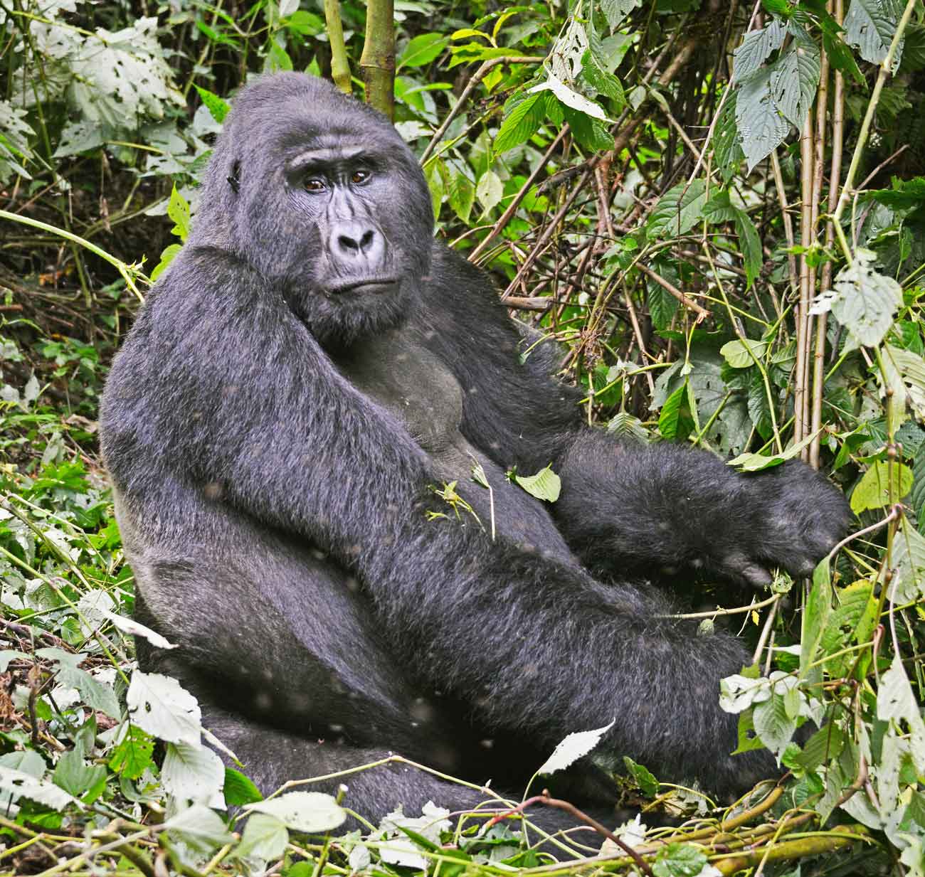 How Do I Book a Gorilla Trekking Tour