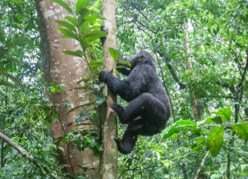 How Many People Are Allowed Per Gorilla Trek Tour?