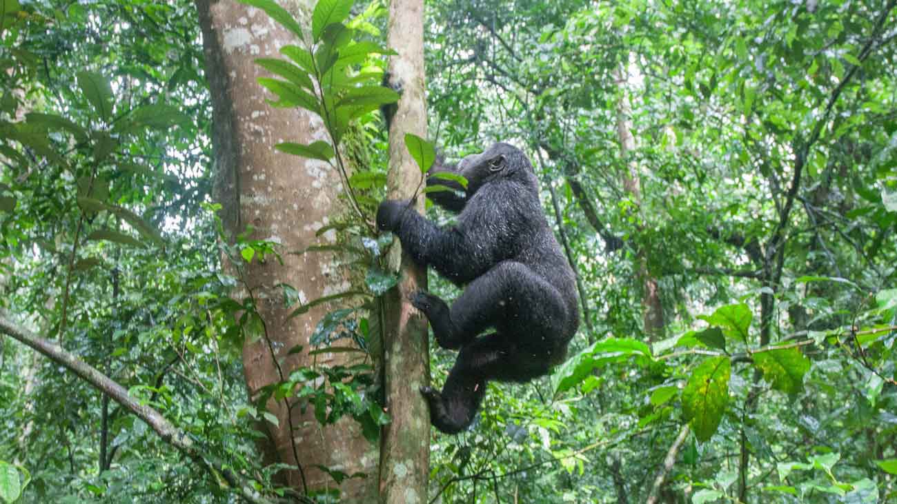 How Many People Are Allowed Per Gorilla Trek Tour