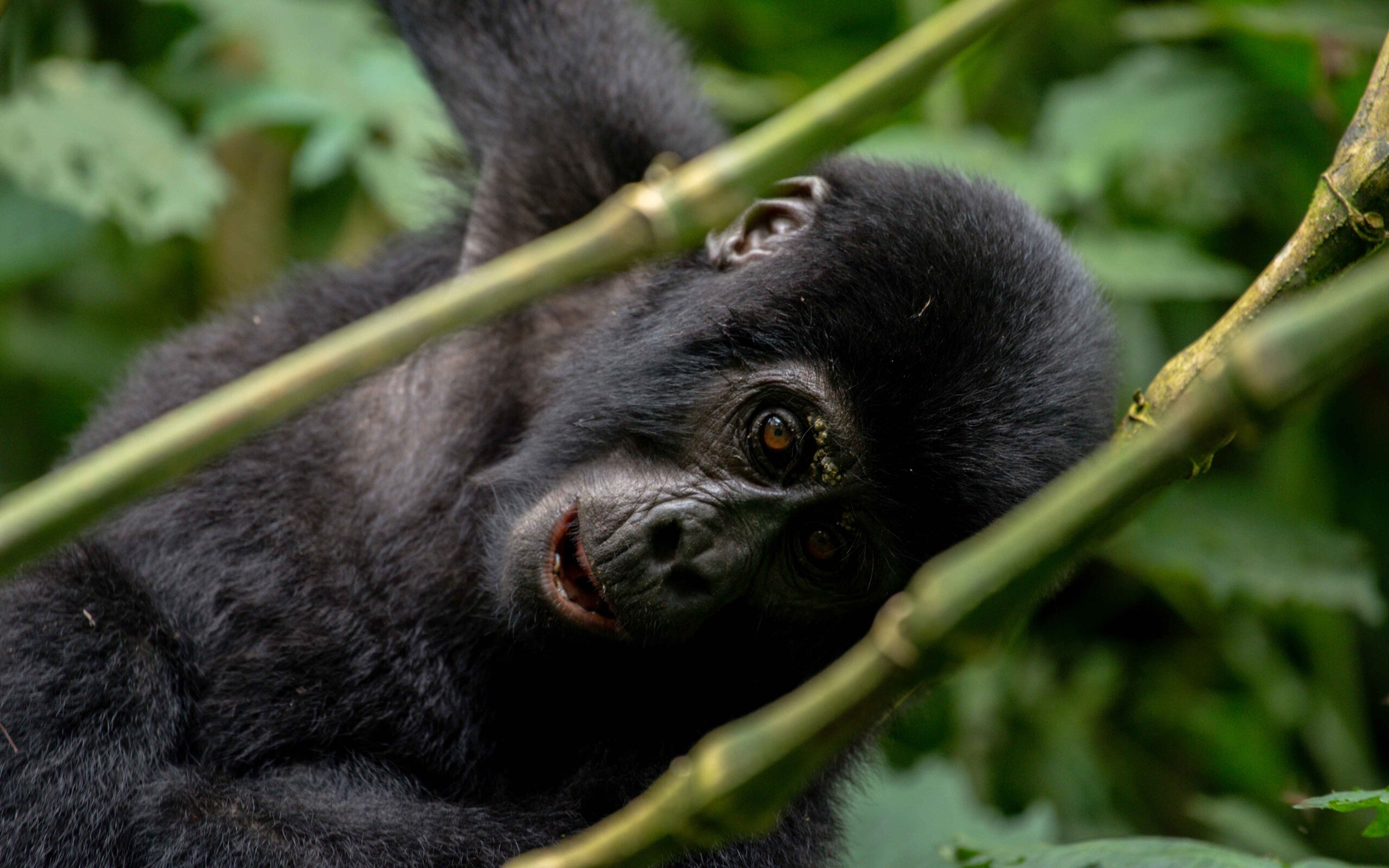 How Much Does a Gorilla Trekking Tour Permit Cost