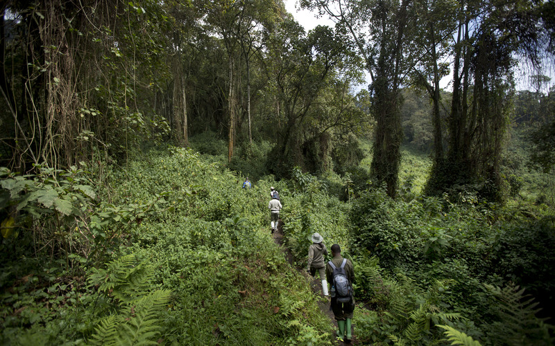 Best place for chimpanzee trekking in Uganda