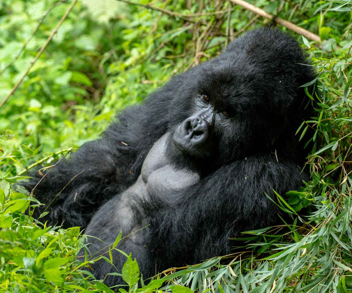 What is Gorilla Trekking Tour