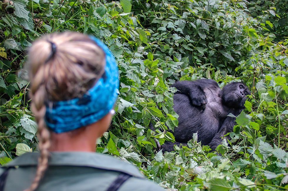 gorilla Tour