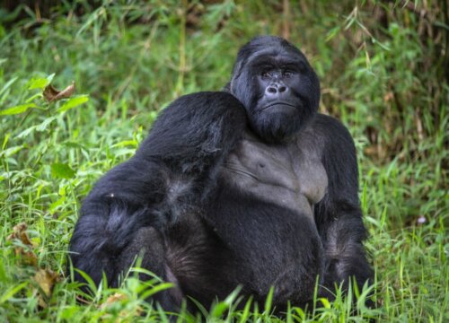 Can I Combine Gorilla Trekking with Other Tour Activities?