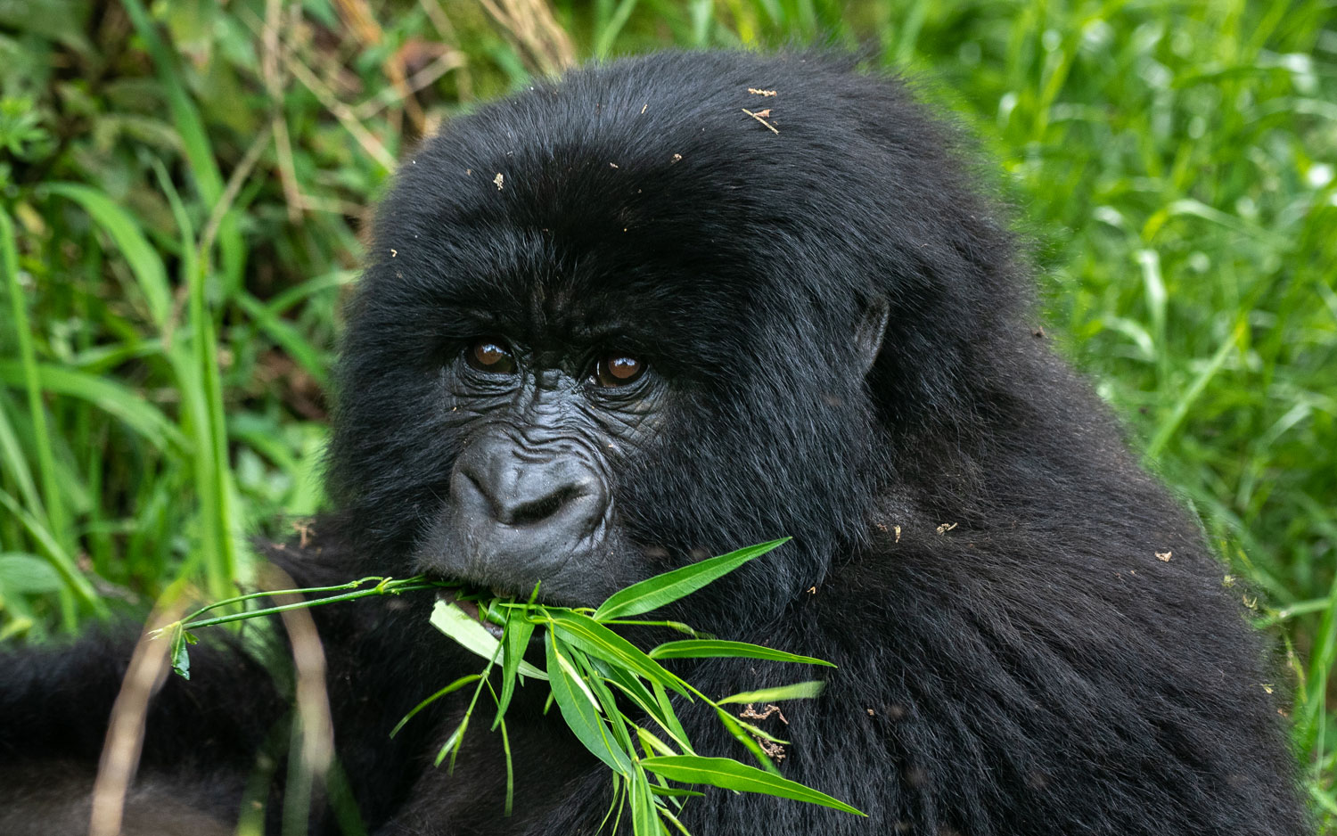 Do I Need Vaccinations for Gorilla Trekking Tour