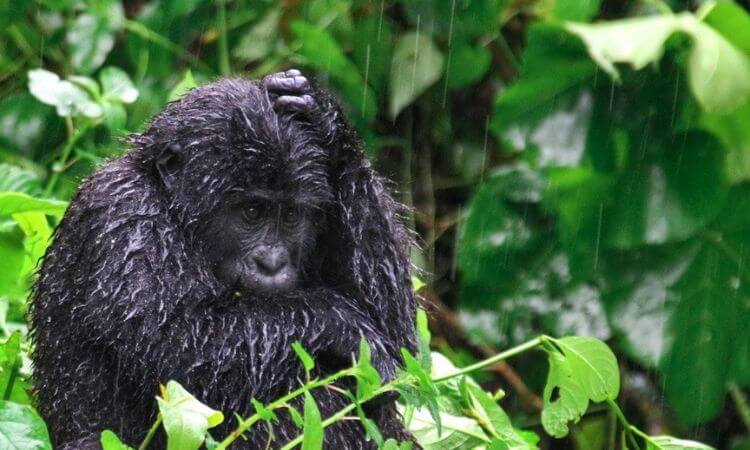 Uganda Gorilla Safaris