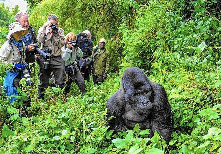 How much is a Gorilla Tour in Uganda