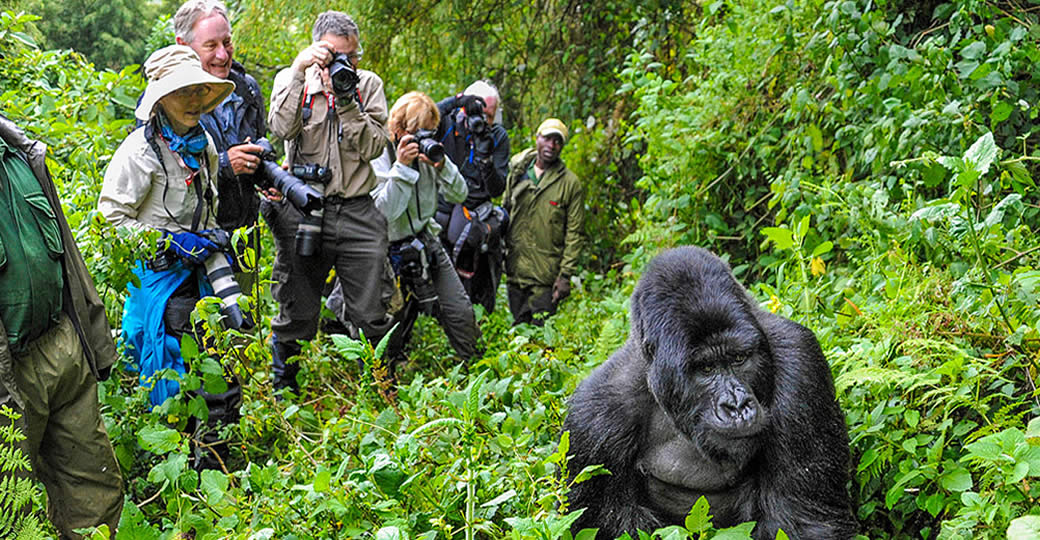 Is Uganda or Rwanda Better for Gorilla Trekking?