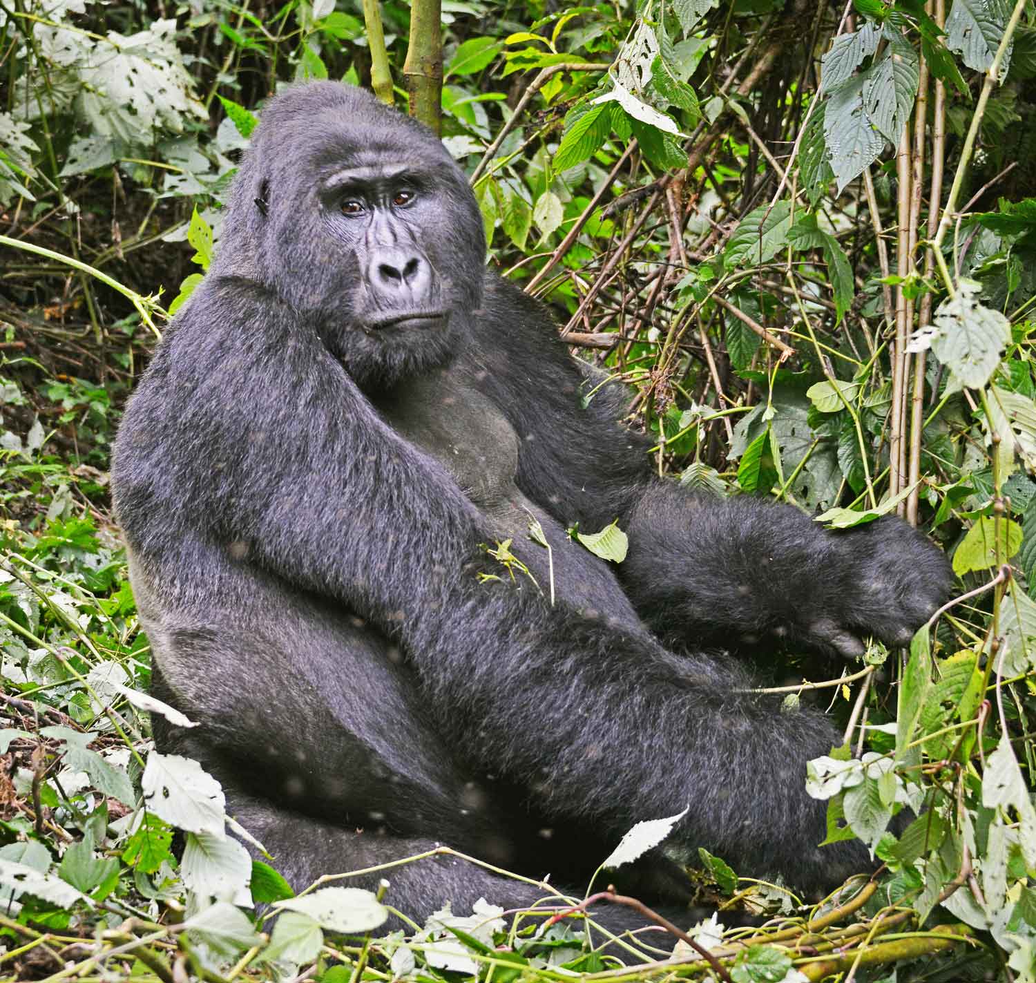 What animals can I see in Mgahinga Gorilla National Park?
