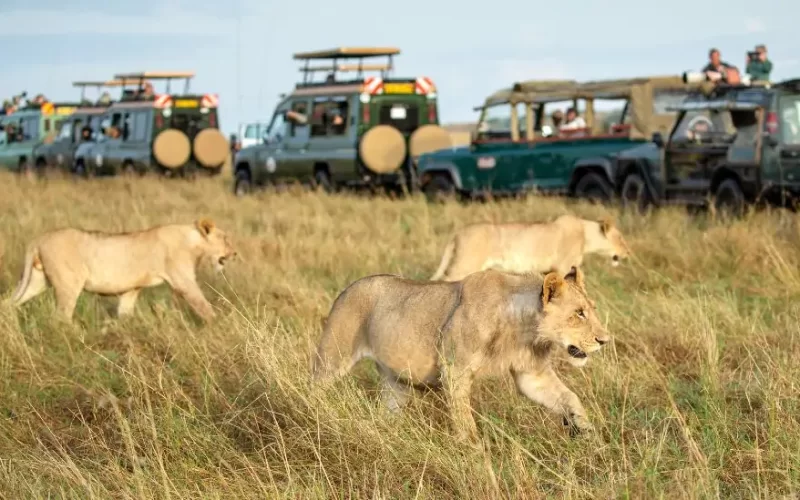 4 Day Kenya Wildlife Adventure Safari 4 Day Kenya Wildlife Adventure Safari