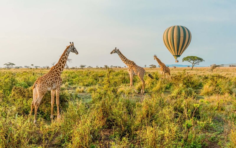6-Day Tanzania Wilderness Luxury Safari