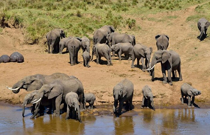 https://giantholidaysafaris.com/tanzania-safaris/7-day-tanzania-wildlife-wonders-experience-tour/