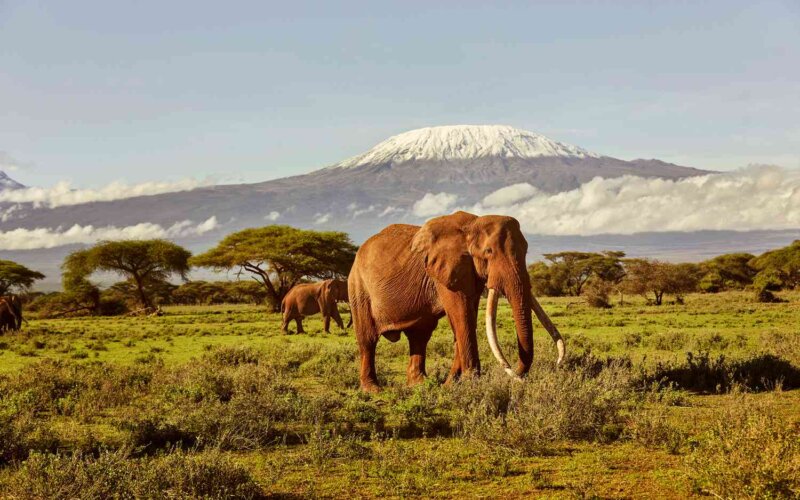 Amboseli National Park Amboseli National Park