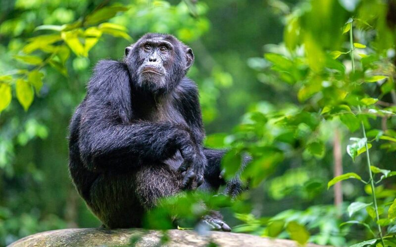 Chimpanzee Tracking in Rwanda Chimpanzee Tracking in Rwanda