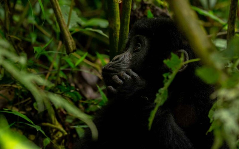 GIANT-HOLIDAY-SAFARIS-AND-TOURS GIANT HOLIDAY SAFARIS AND TOURS