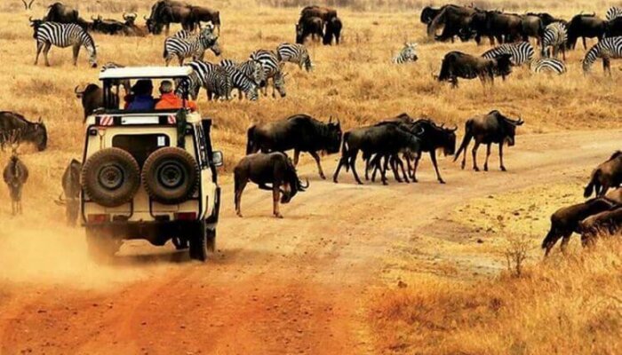 Giant Holiday Safaris Kenya Giant Holiday Safaris Kenya