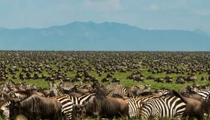 Giant Holiday Safaris Tanzania Giant Holiday Safaris Tanzania