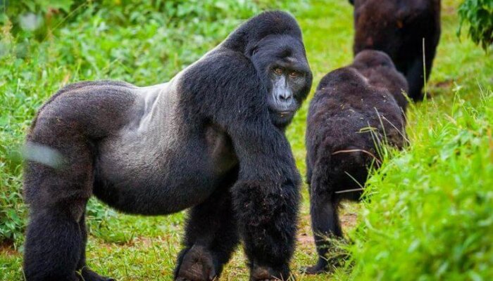 Gorilla Trekking in Rwanda Gorilla Trekking in Rwanda