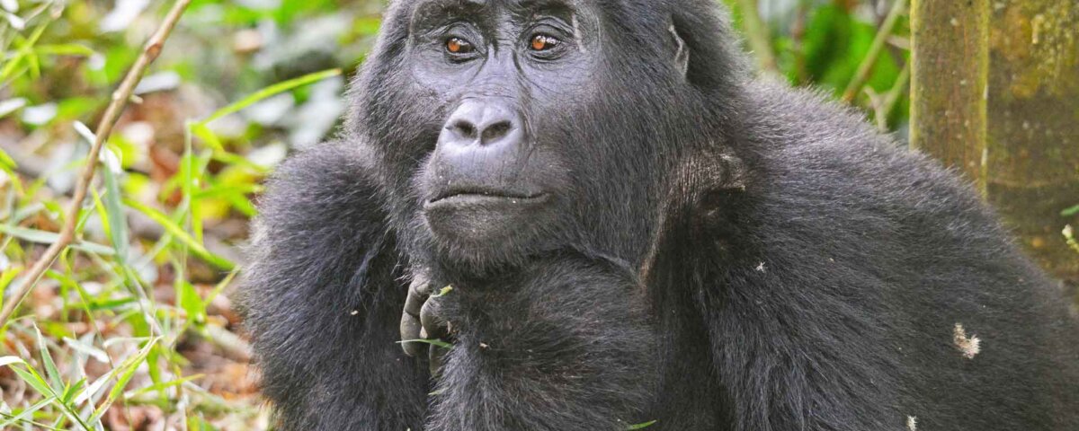 How to plan Gorilla Trekking in Uganda