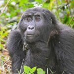 How to plan Gorilla Trekking in Uganda