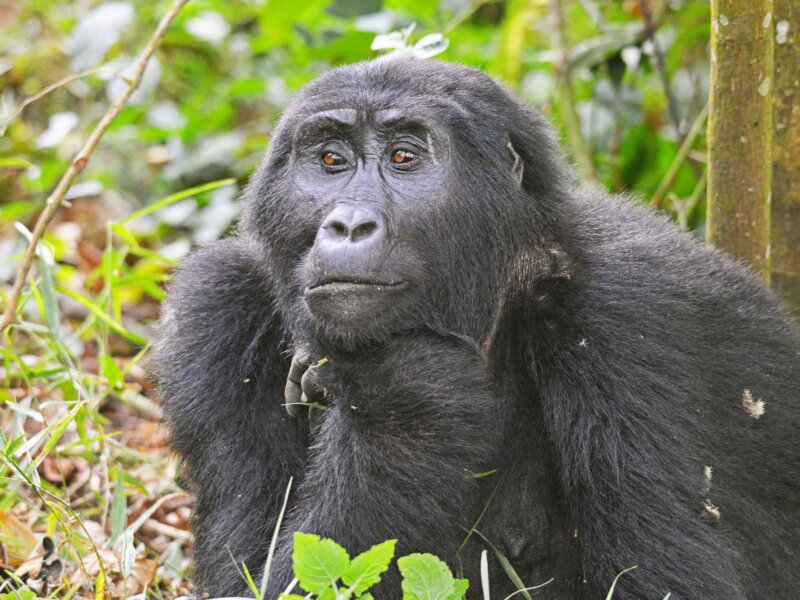 How to plan Gorilla Trekking in Uganda
