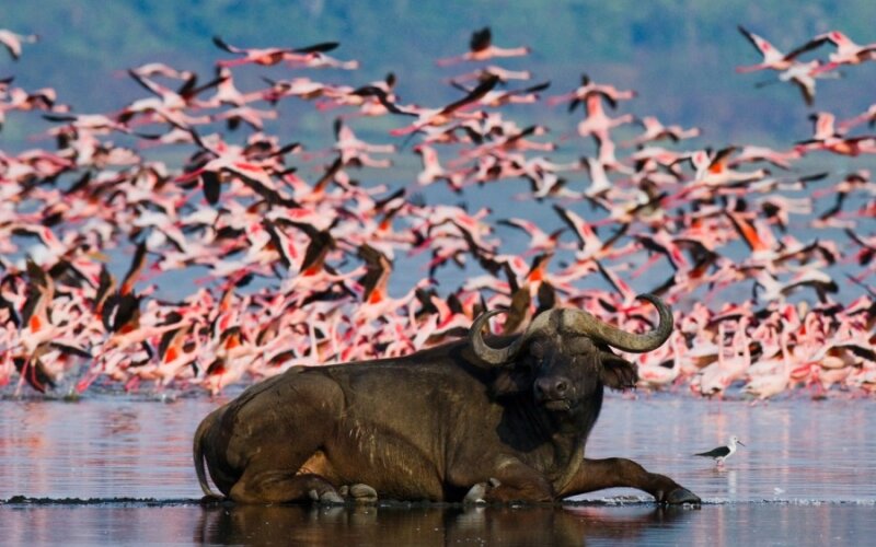 Lake Nakuru National Park Lake Nakuru National Park