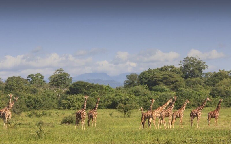 Meru National Park Meru National Park