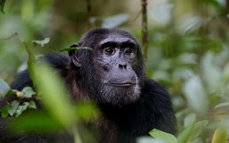Nyungwe Forest National Park Rwanda Safaris Nyungwe Forest National Park Rwanda Safaris
