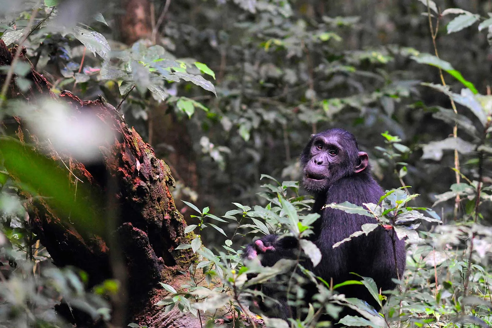 Prime Chimpanzee Trekking Locations in Uganda