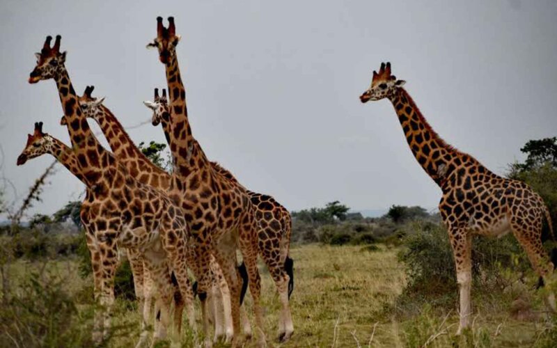 Rwanda-Safaris-10-Days-Classic-Rwanda-Safari Rwanda-Safaris-10-Days-Classic-Rwanda-Safari