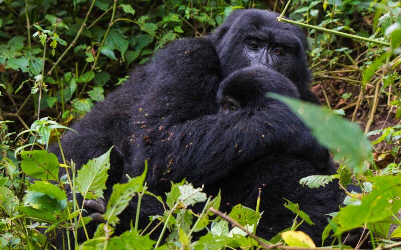 Rwanda Safaris - 3 Day Rwanda Gorilla Safari Rwanda Safaris - 3 Day Rwanda Gorilla Safari