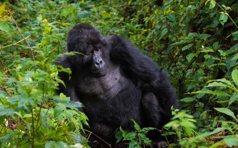 Rwanda-Safaris 5-Days-Rwanda-Gorillas-and-Golden-Monkeys-Safari Rwanda Safaris - 5 Days Rwanda Gorillas and Golden Monkeys Safari