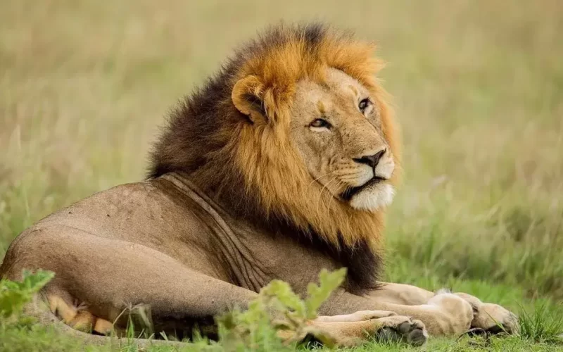 Rwanda Safaris - 7 big Days Akagera and Bwindi Rwanda Safaris - 7 big Days Akagera and Bwindi