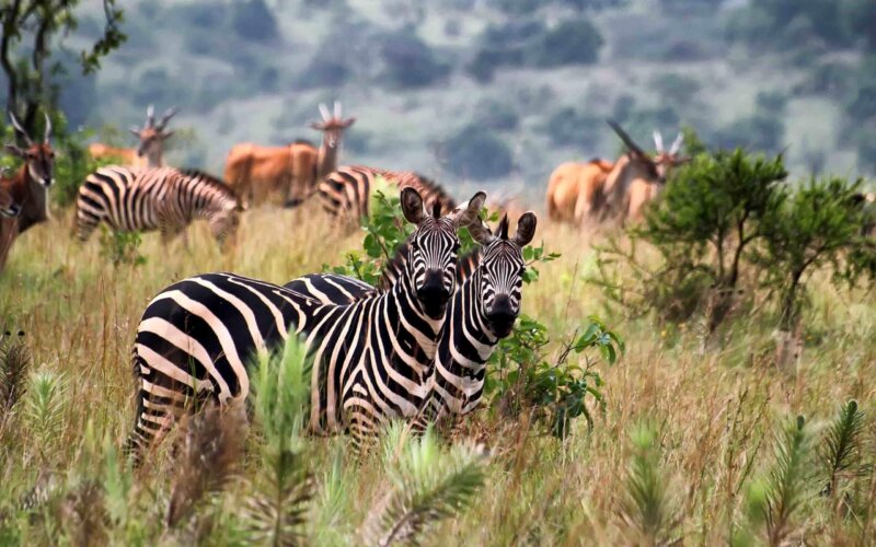 Rwanda Safaris Akagera National Park Rwanda Safaris Akagera National Park