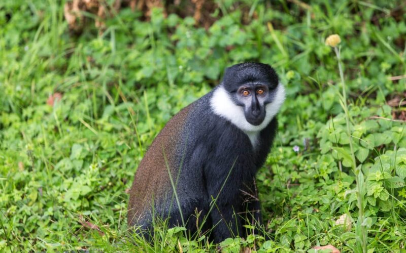 Rwanda Safaris Gishwati Mukura National Park Rwanda Safaris Gishwati Mukura National Park
