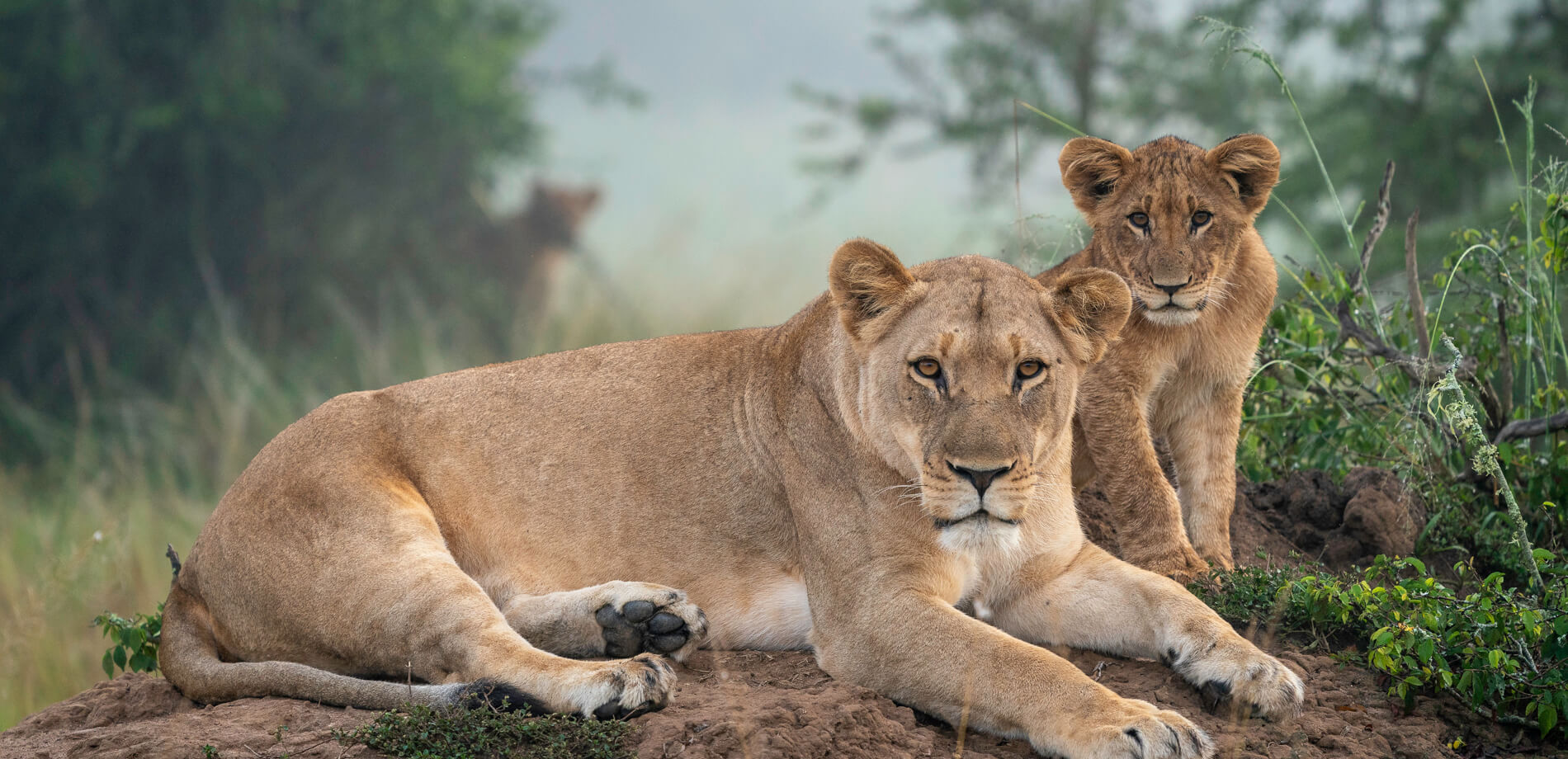 Rwanda wildlife & holiday safaris Rwanda wildlife & holiday safaris