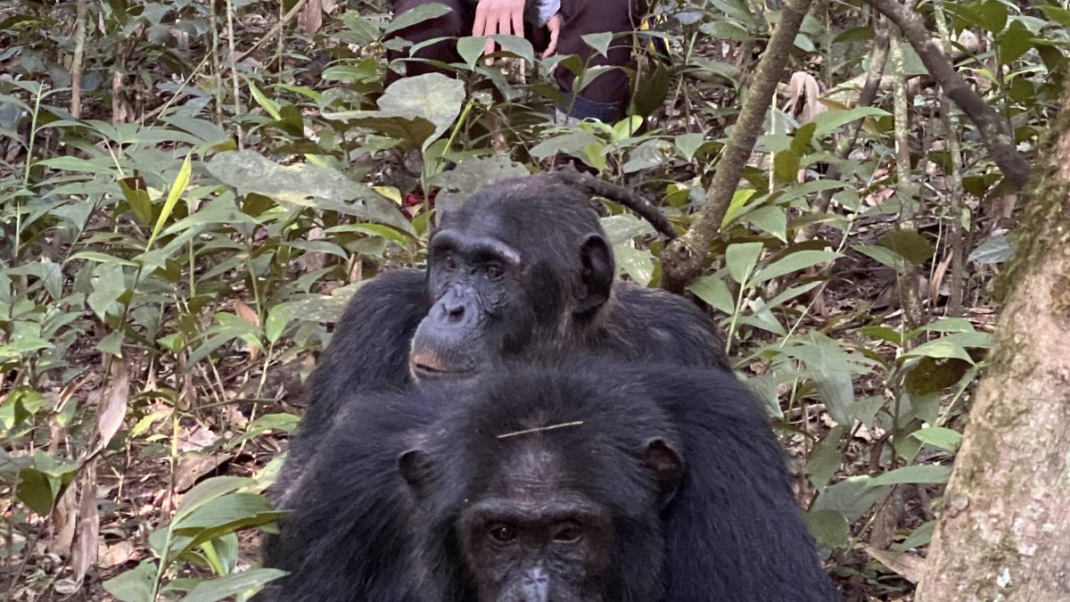 The Chimpanzee Trekking Experience in Uganda