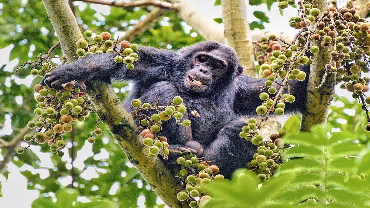 The Chimpanzee Trekking Experience in Uganda