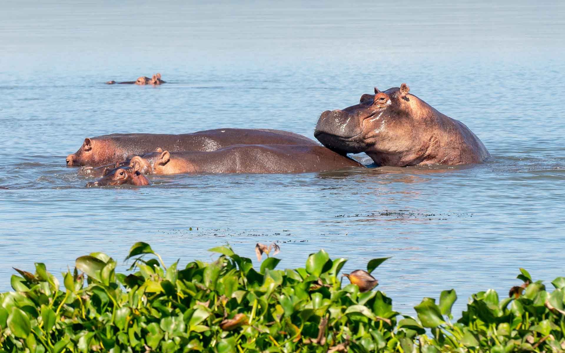 Top-Attractions-in-Uganda Top Attractions in Uganda