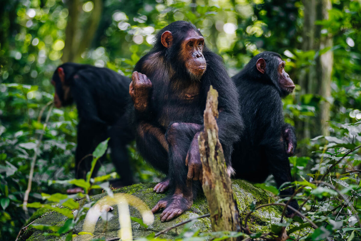 Uganda Chimpanzee Tracking Safaris